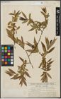 Foto von Salix alba L. x Salix pentandra L.